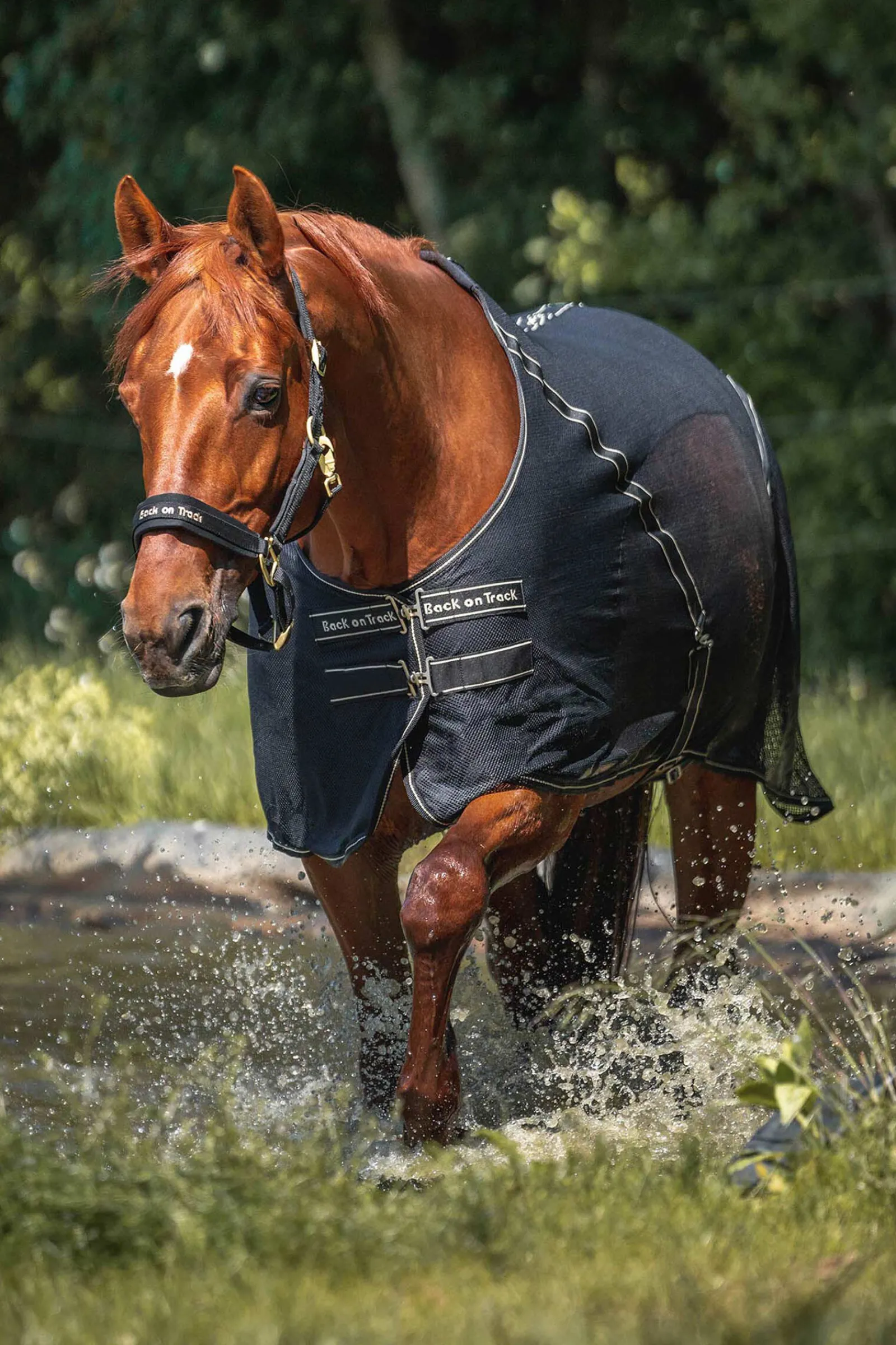 New Back on Track Sienna cooler Ulldekken Og Svettedekken