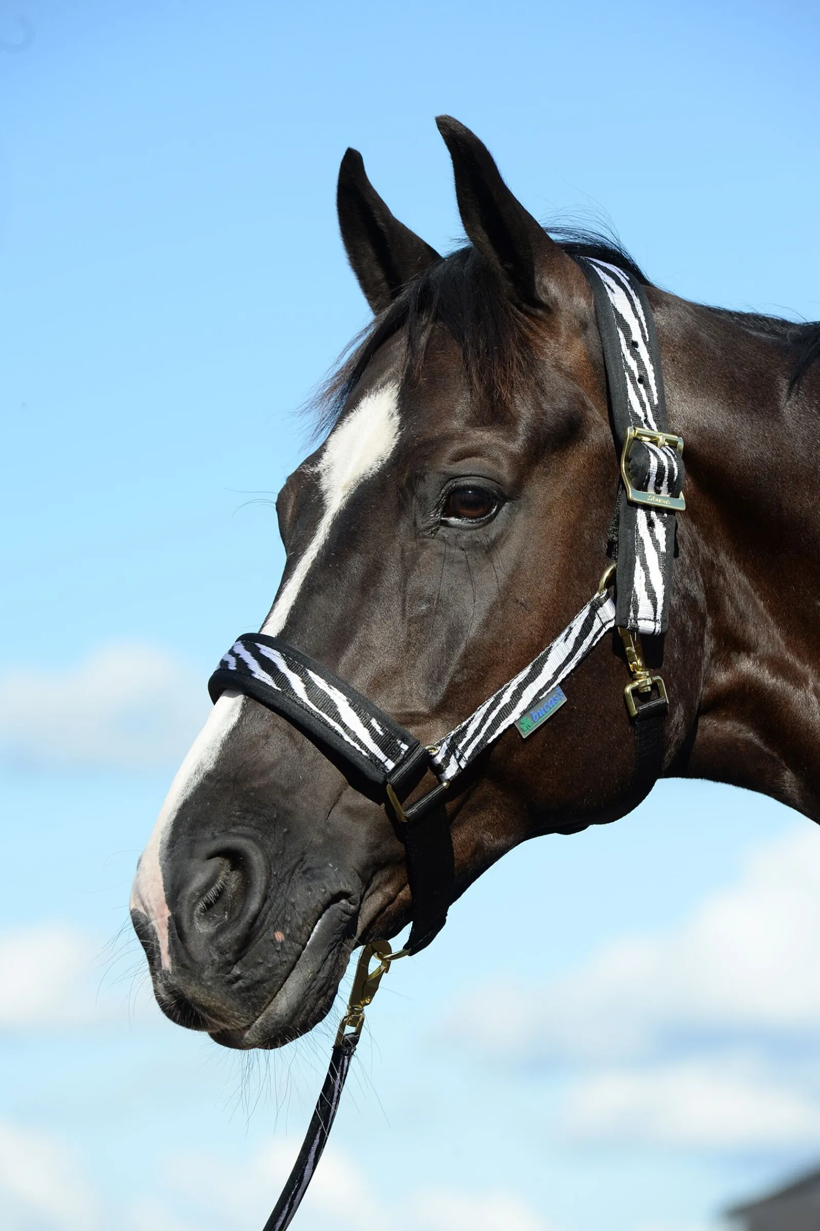 Best Comfort grime Grimer