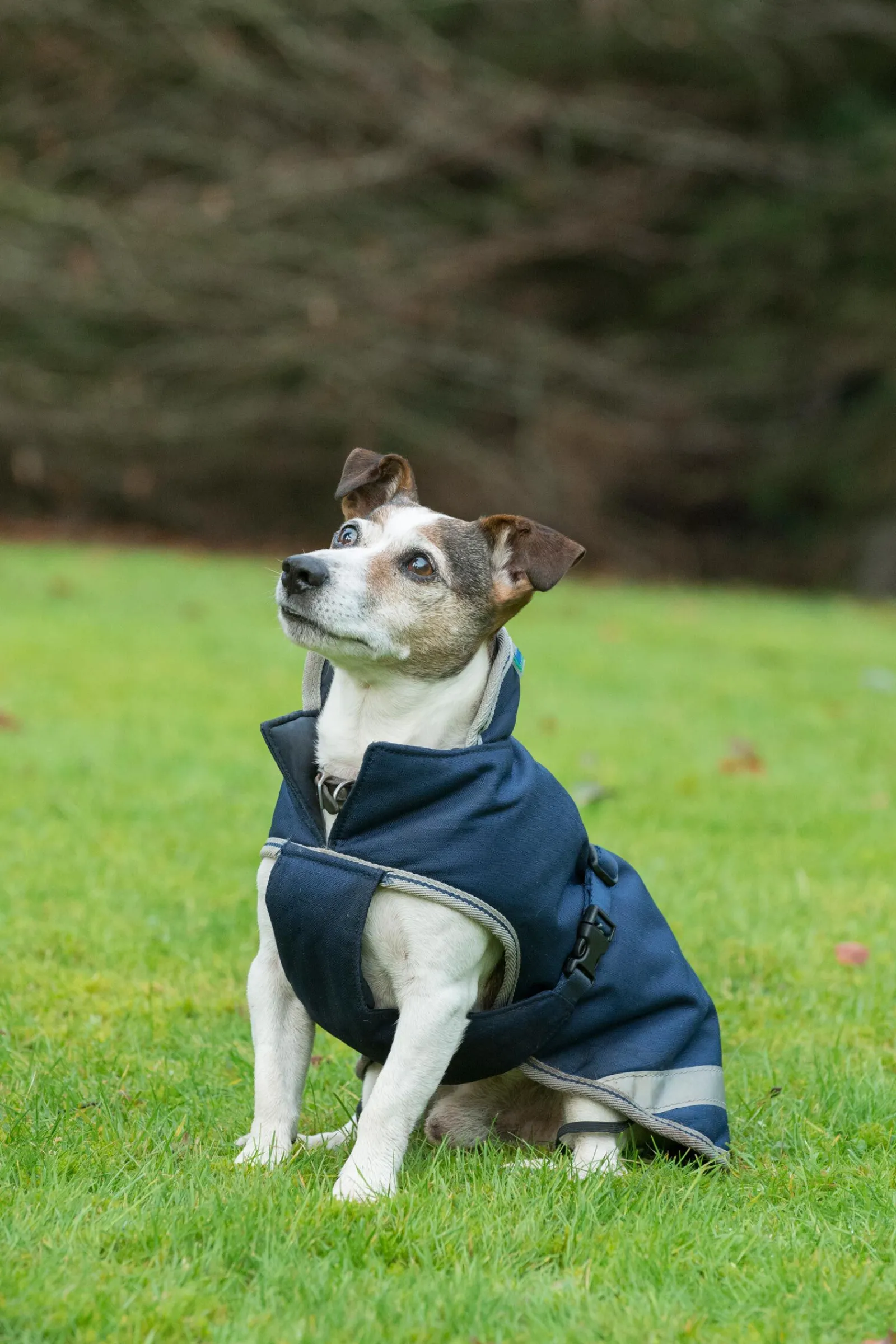 New Freedom Hundedekken, 50g (30-45 cm) Hundeklær Og Hundedekken