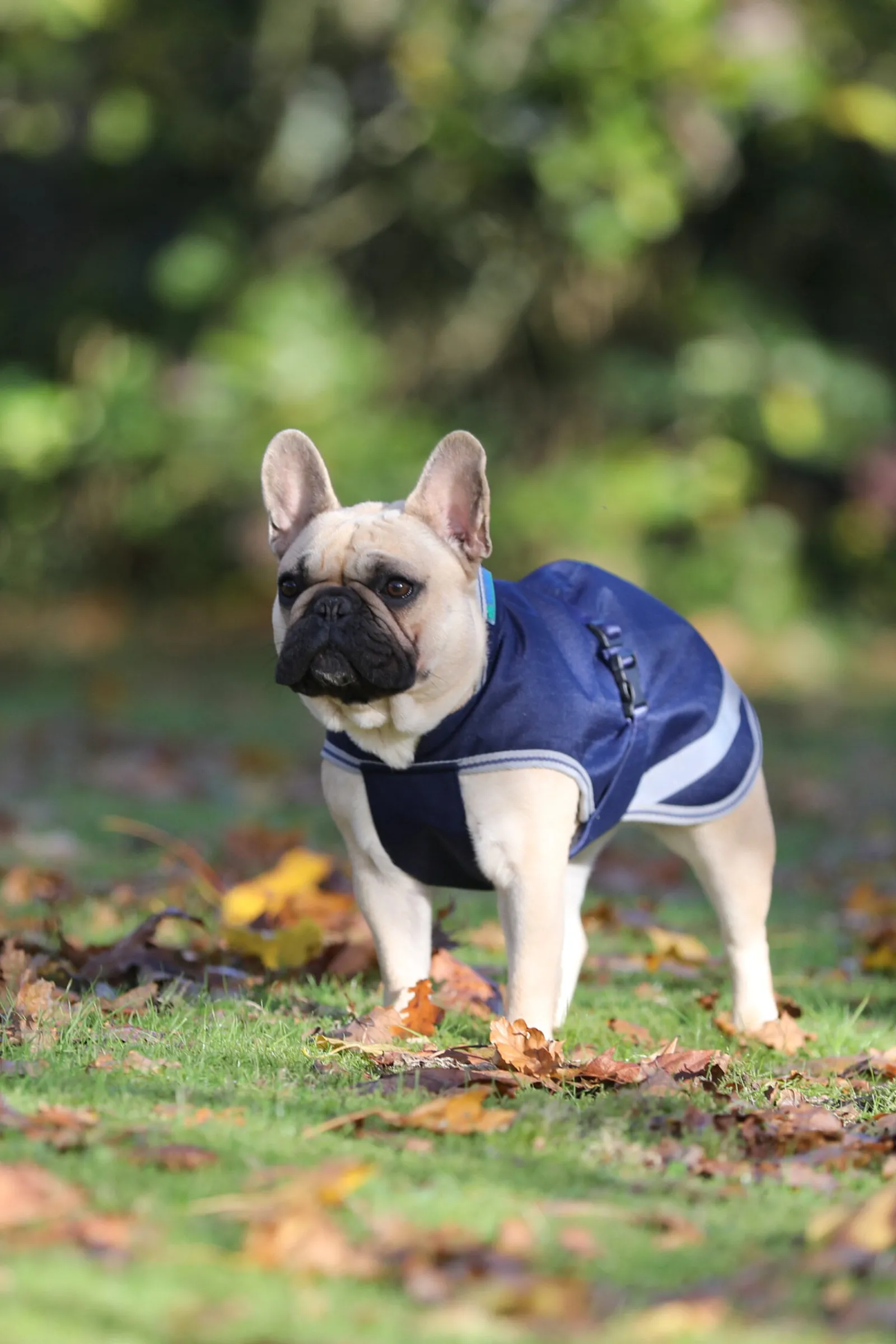 New Freedom Hundedekken, 50g (30-45 cm) Hundeklær Og Hundedekken