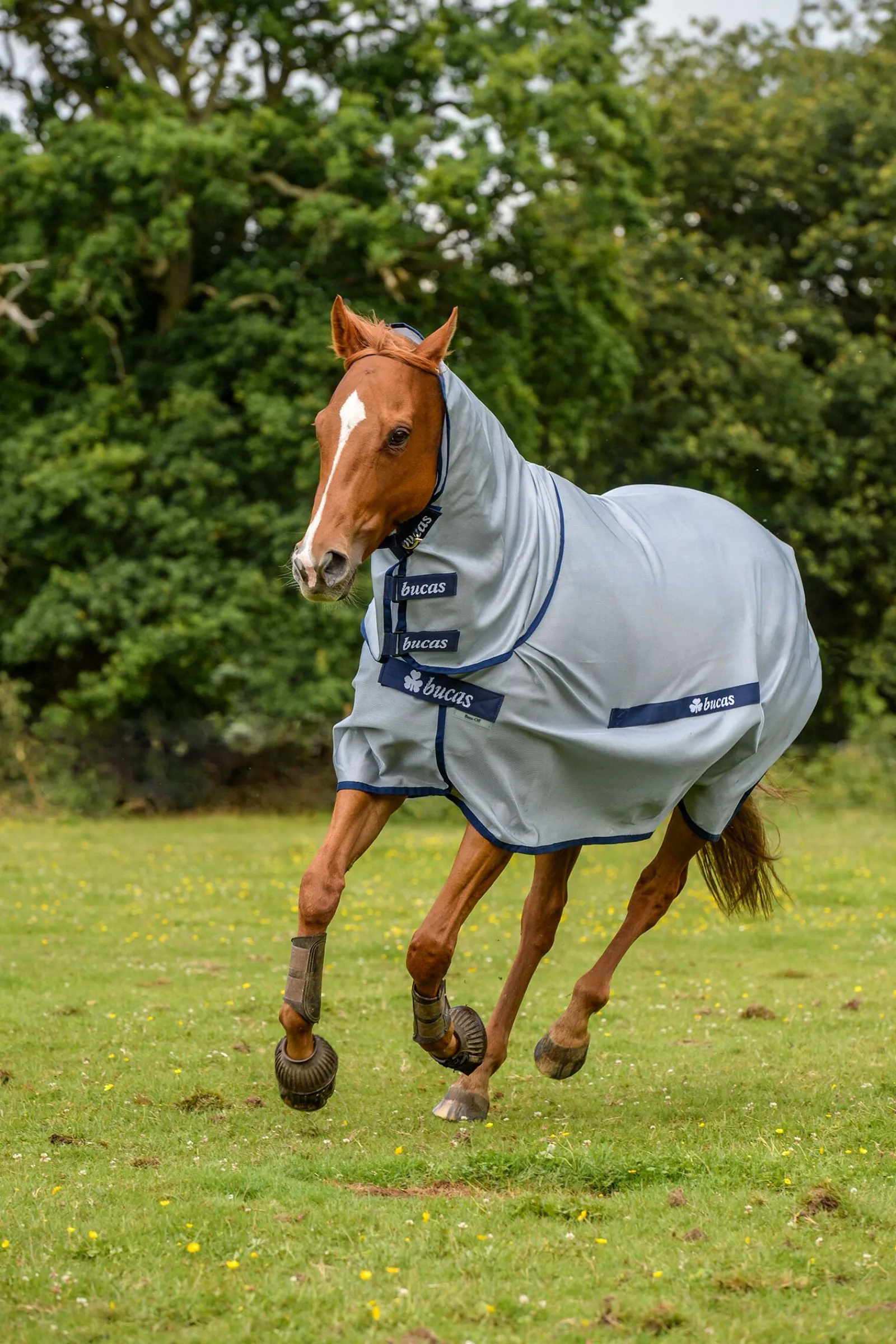Online Buzz-Off Halsdekken til ponni Ponnidekken|Ponnidekken
