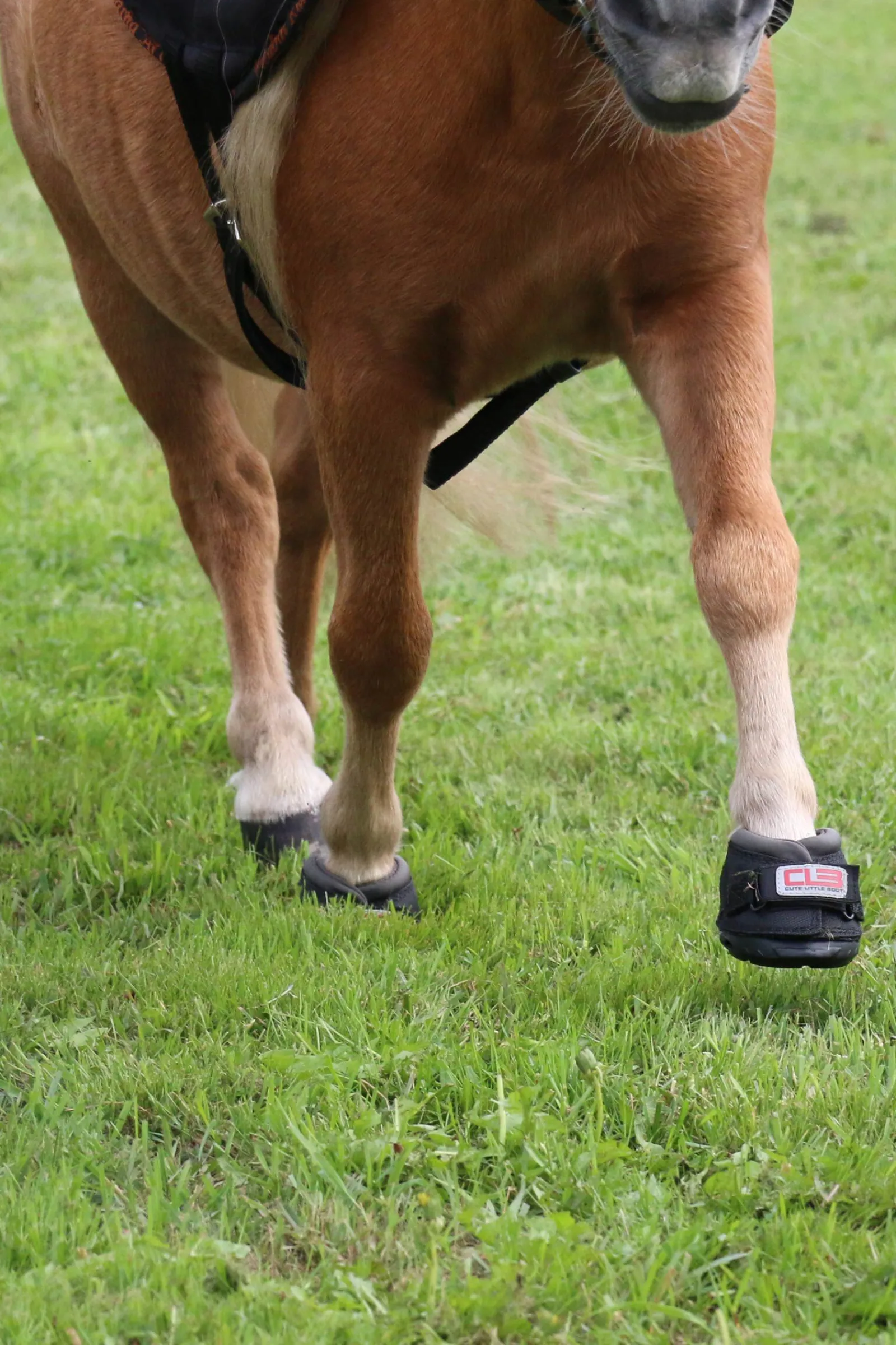 Cavallo Hoof Boots F.R.A. CLB boots (vanlig/par) Boots Til Hest