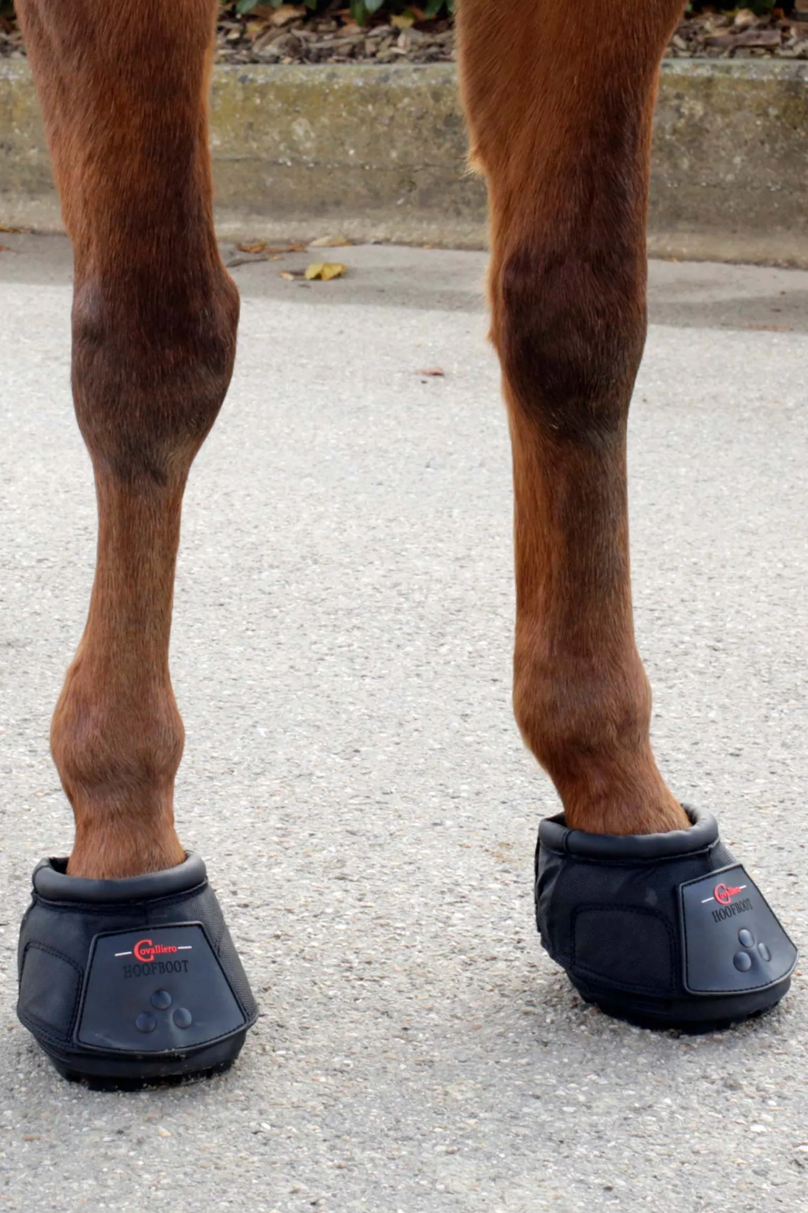 Online hovsko (1 stk) Boots Til Hest