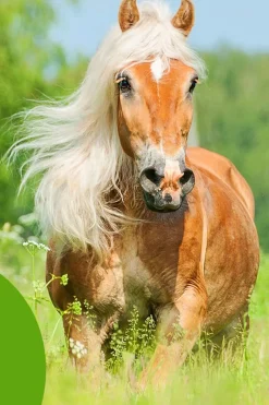 Online Cowboy Magic Detangler & Shine邃 Stell Pels, Hud Og Man