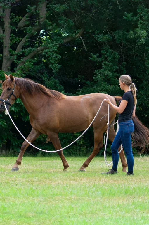 Best F.R.A. Freedom Riding Articles Flinn Treningstau i bomull, 820 cm Longeringsliner Og Doble Longeringsliner|Longeringsliner Og Doble Longeringsliner