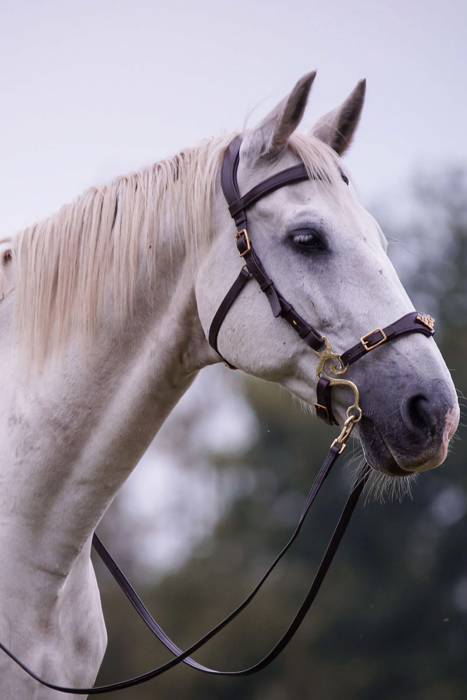 Outlet F.R.A. Freedom Riding Articles Imperial hodelag Hackamore med tøyler (system 2) shire Hodelag & Nesereimer