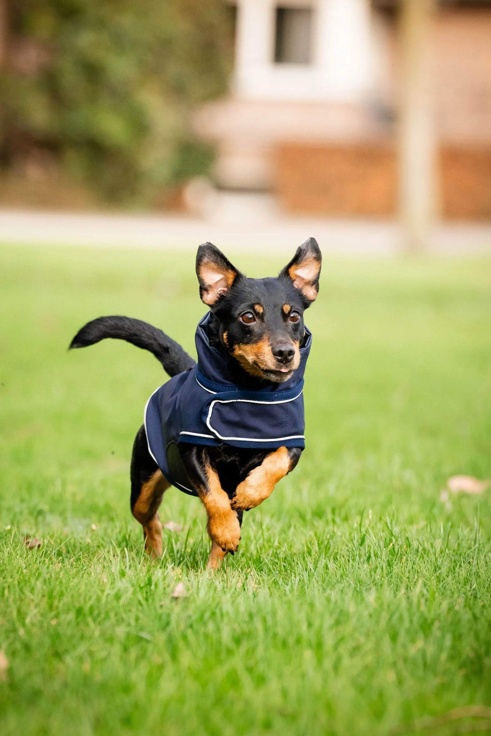 Outlet Signature Hunderegnfrakk Hundeklær Og Hundedekken