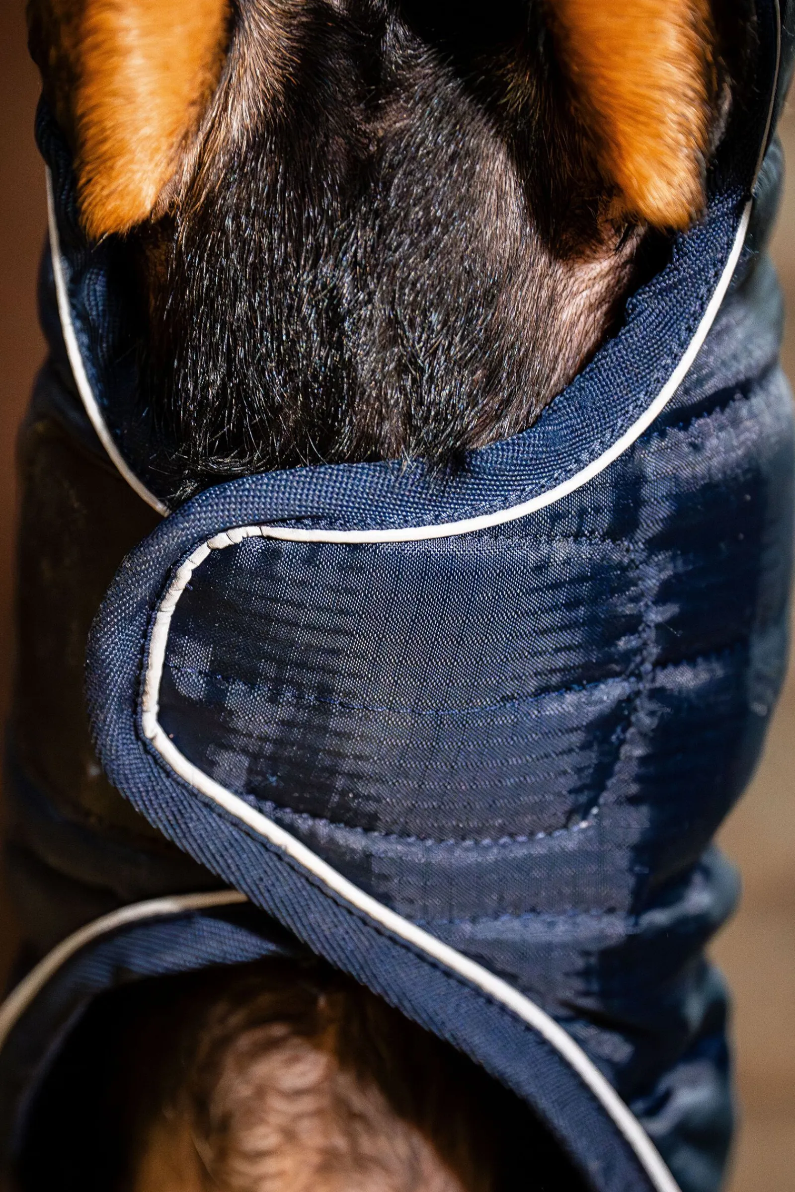Best Signature Hundekappe Hundeklær Og Hundedekken
