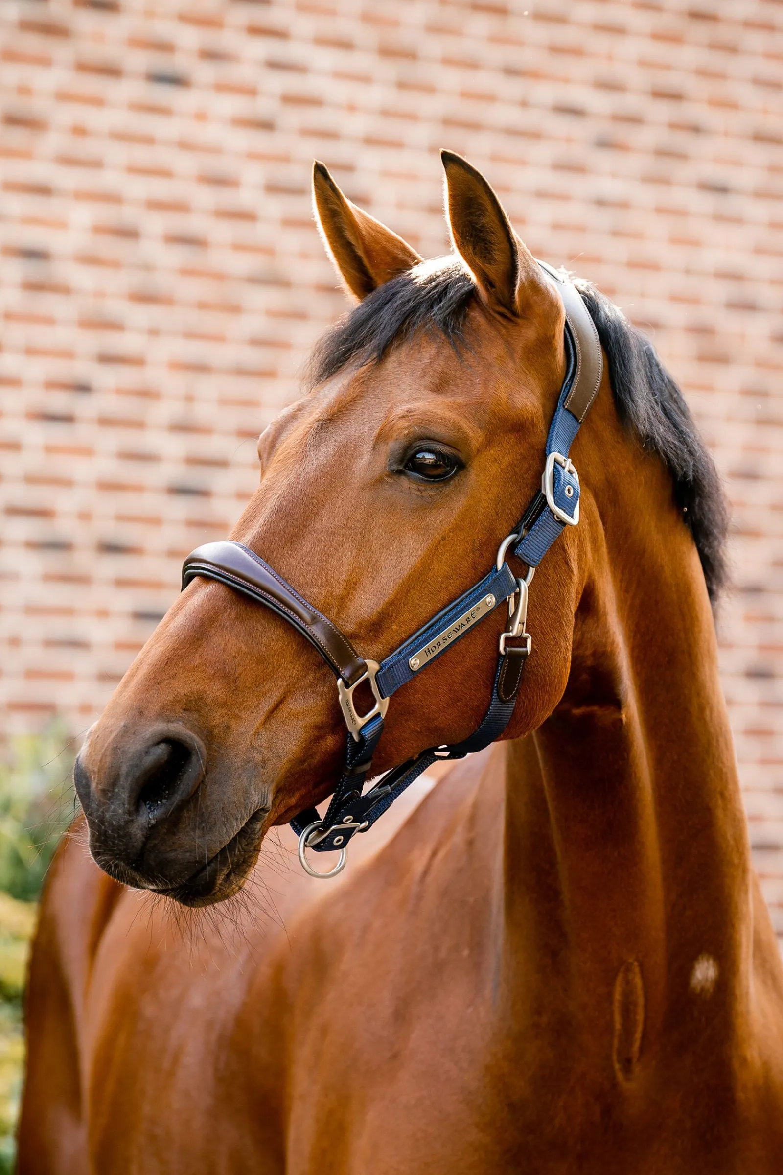 New Signature Show Halter Grimer