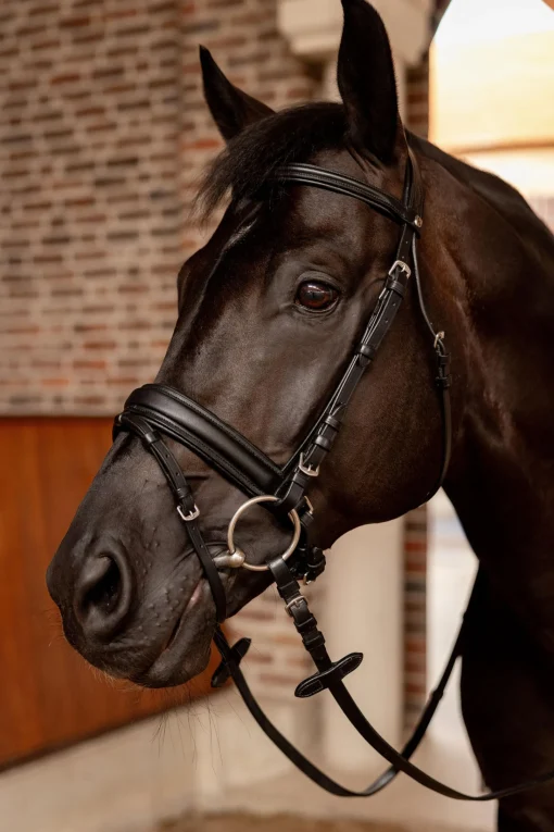 Outlet Eternal Gaze Dressurhodelag Ponni Hodelag Og Grimer|Hodelag & Nesereimer