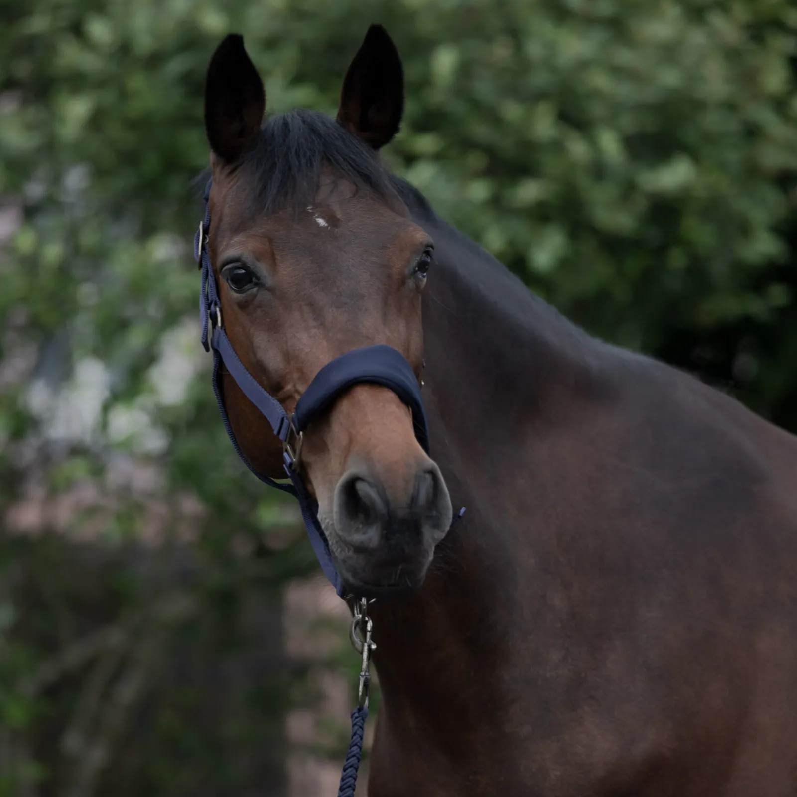 Clearance Graz grime Grimer