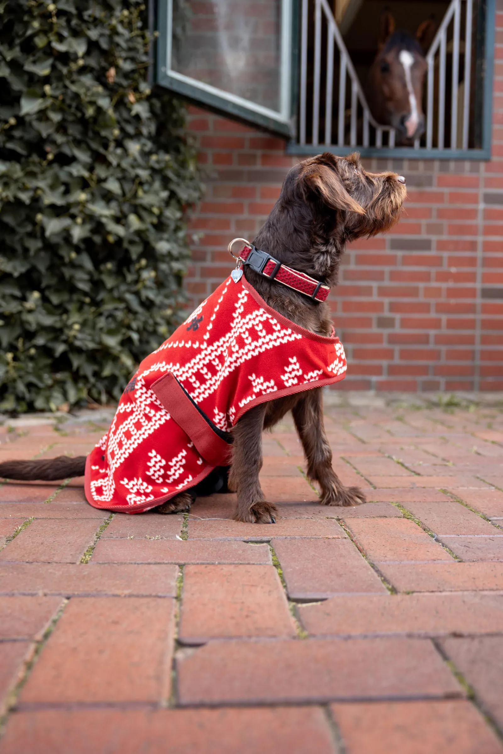 Discount julegenser til hund Hundeklær Og Hundedekken