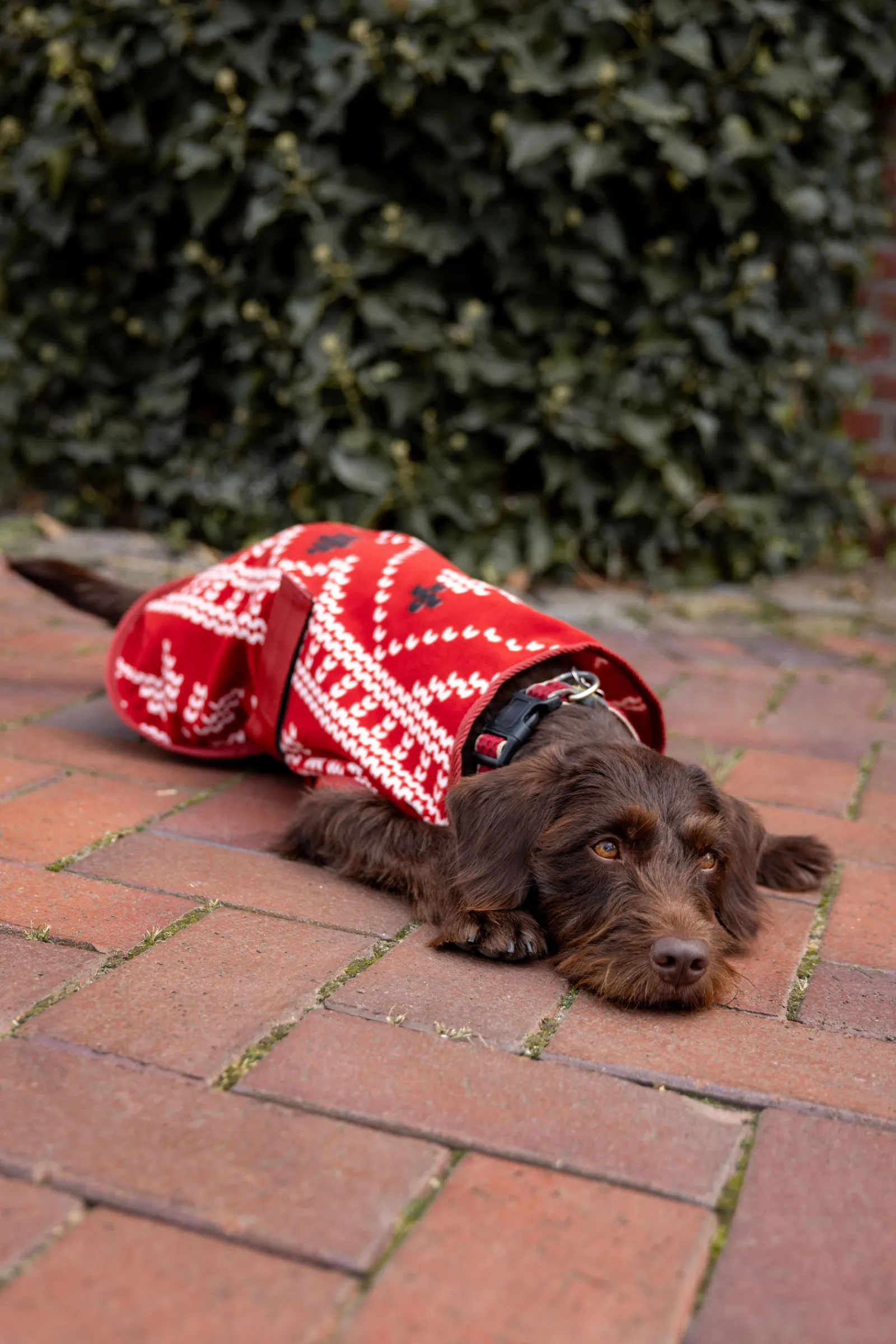 Discount julegenser til hund Hundeklær Og Hundedekken