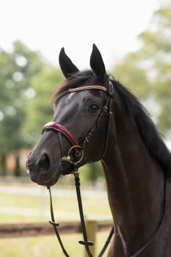 Online Physical Sophistication hodelag Ponni Hodelag Og Grimer|Hodelag & Nesereimer