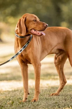 New Polo hundekobbel Hundebånd