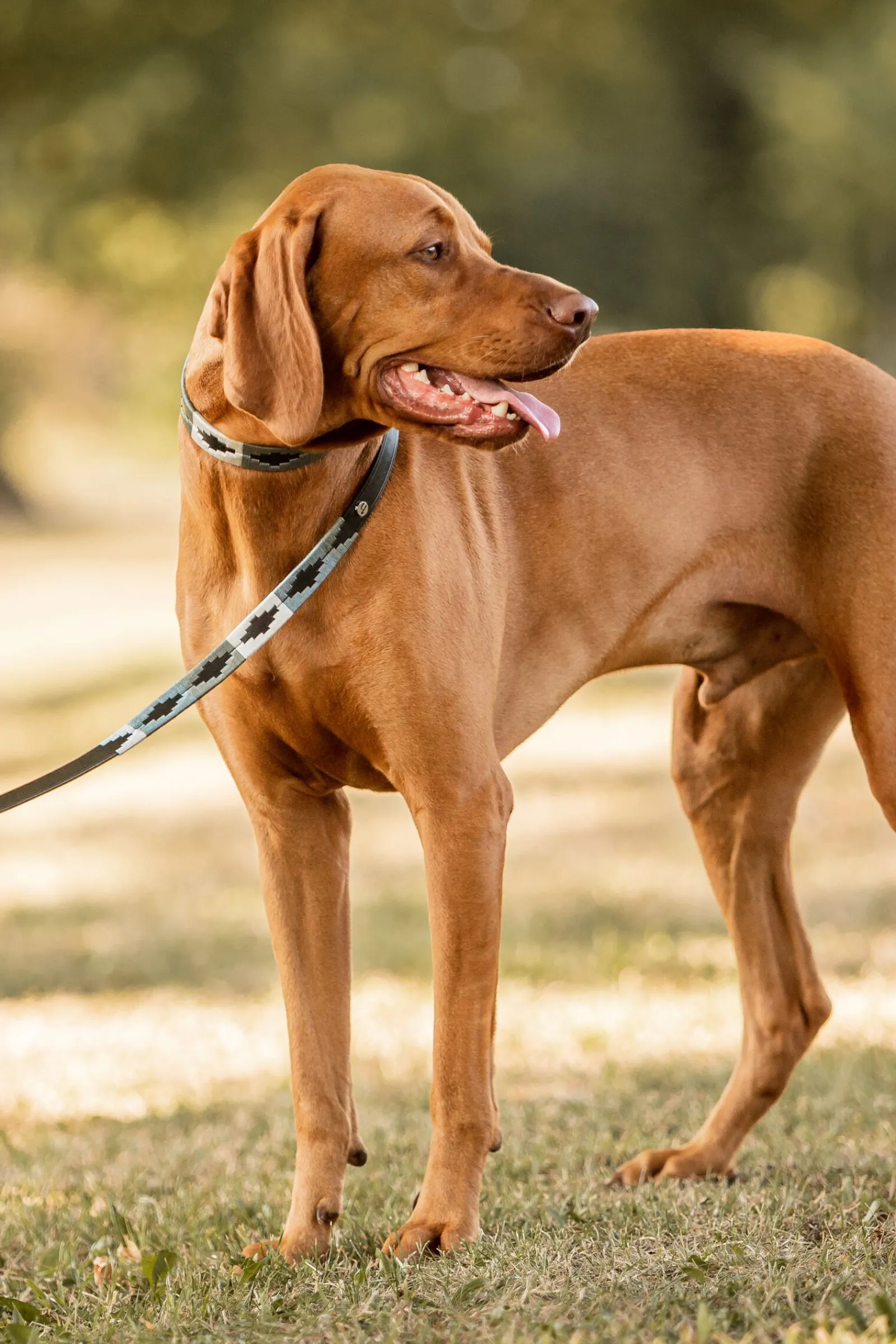 New Polo hundekobbel Hundebånd