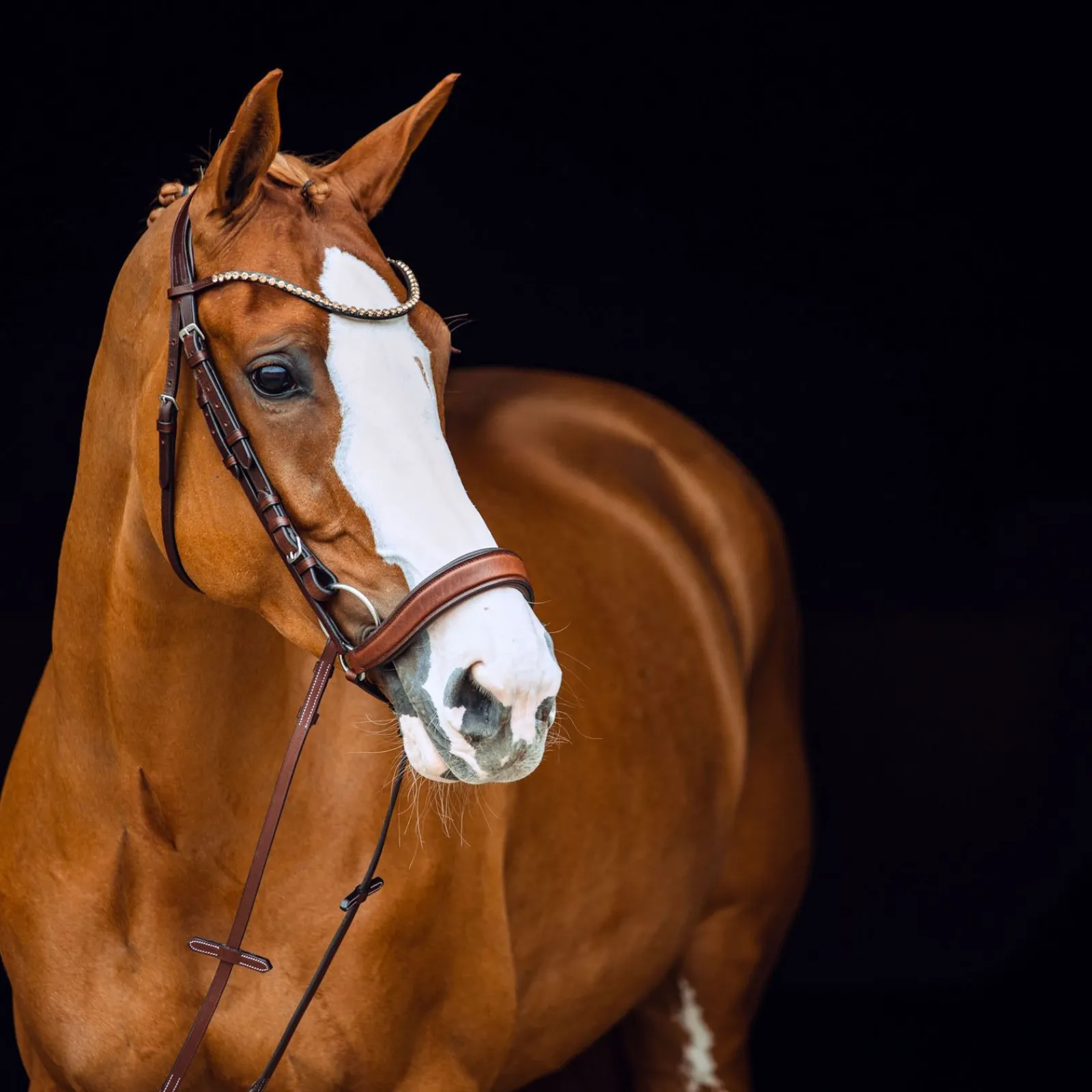 New Positano Hannover anatomisk hodelag Ponni Hodelag Og Grimer|Hodelag & Nesereimer