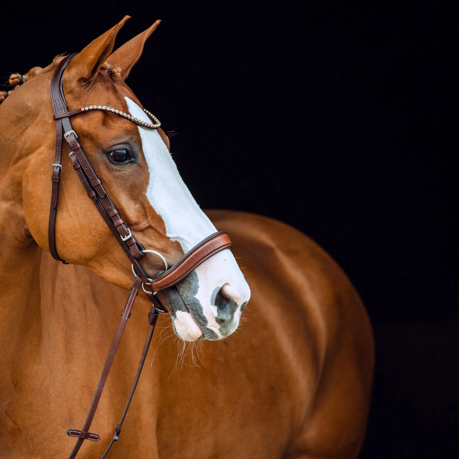 New Positano Hannover anatomisk hodelag Ponni Hodelag Og Grimer|Hodelag & Nesereimer