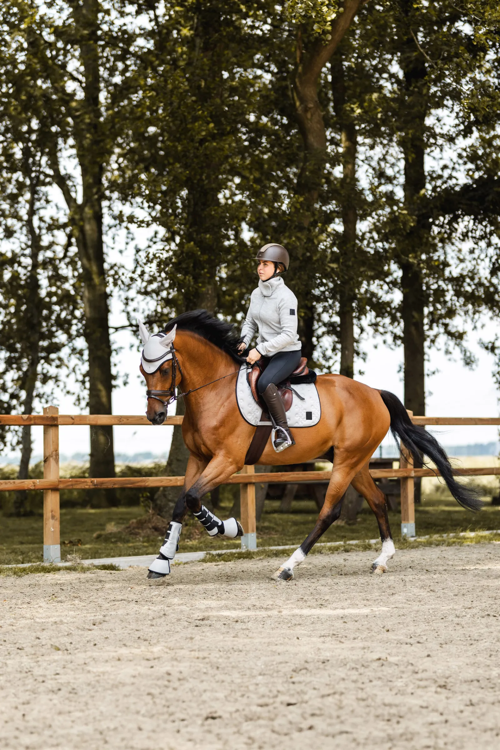 Smoky Twilight sprangsjabrak Ponni Sjabrak|Allround- Og Sprangsjabraker