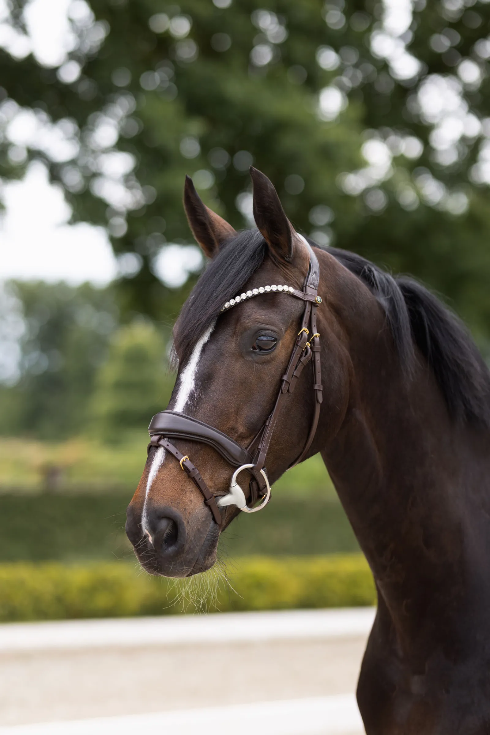 New Somerset anatomisk hodelag Ponni Hodelag Og Grimer|Hodelag & Nesereimer