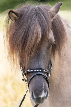 Sale Glansandi English Noseband for Kjartan Icelandic Bridle Hodelag & Nesereimer