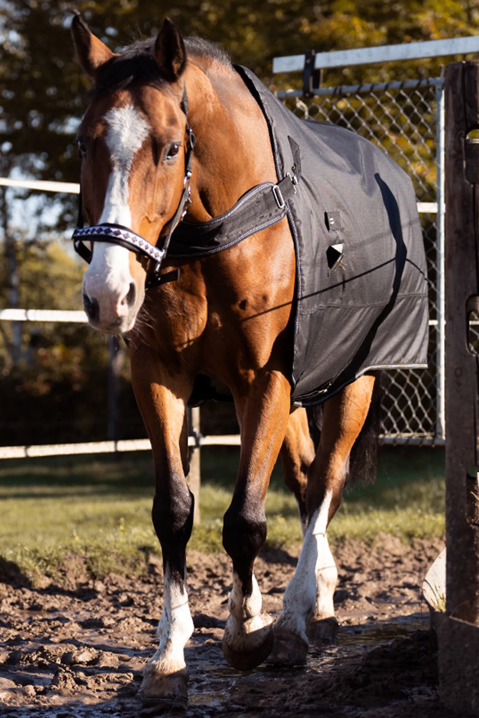 New Halifax 2-i-1 Utedekken og Walker-dekken 200g Overgangsdekken & Vinterdekken