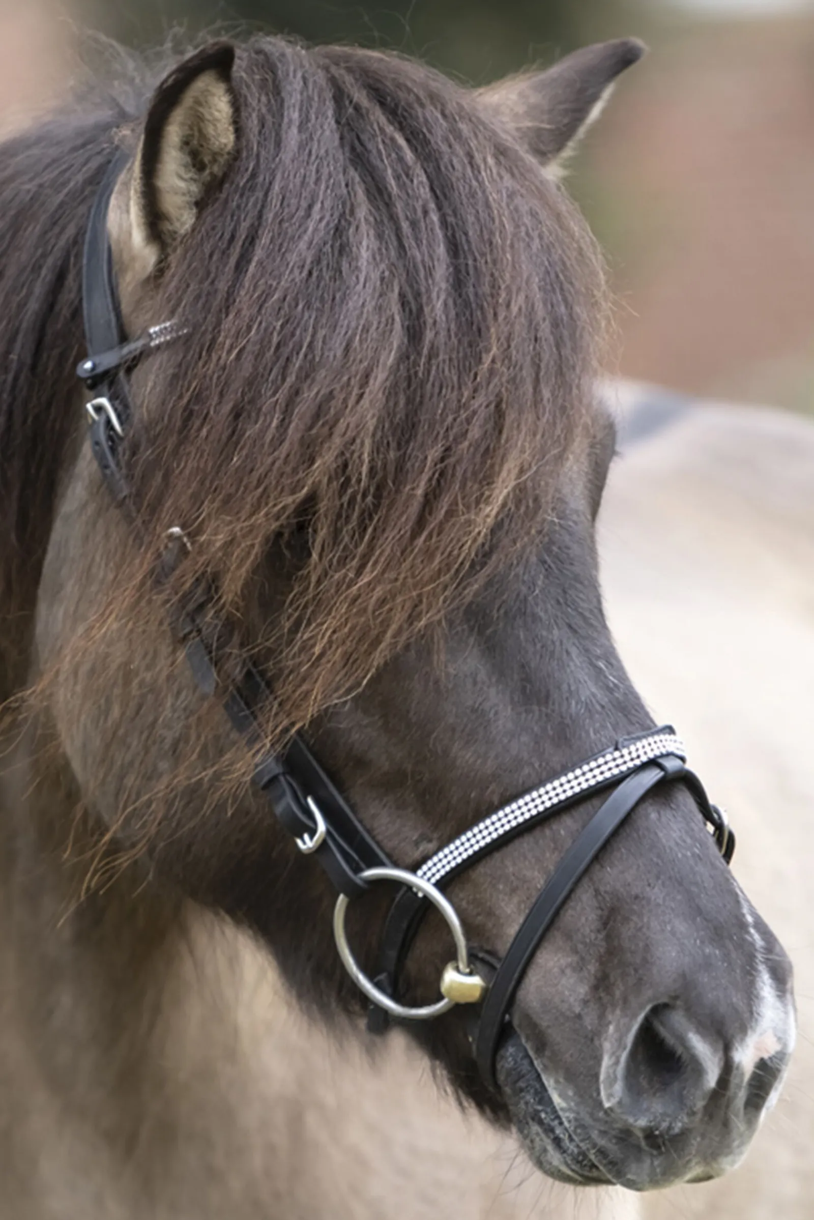 Hot Hvítur English Noseband for Aradis Icelandic Bridle Hodelag & Nesereimer