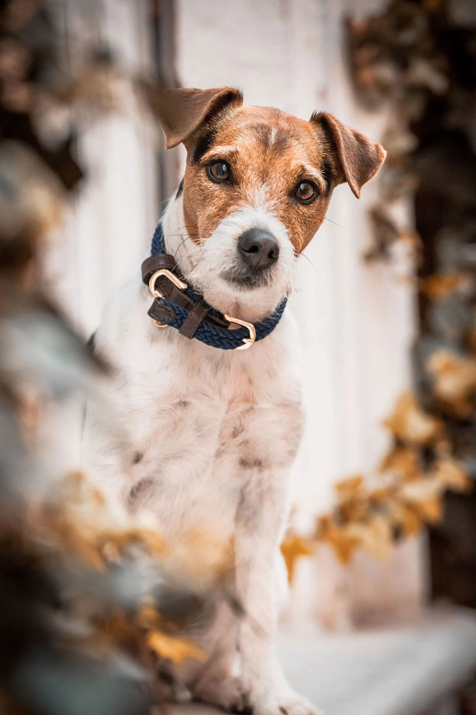 New Kentucky Dogwear flettet hundehalsbånd, nylon Hundebånd