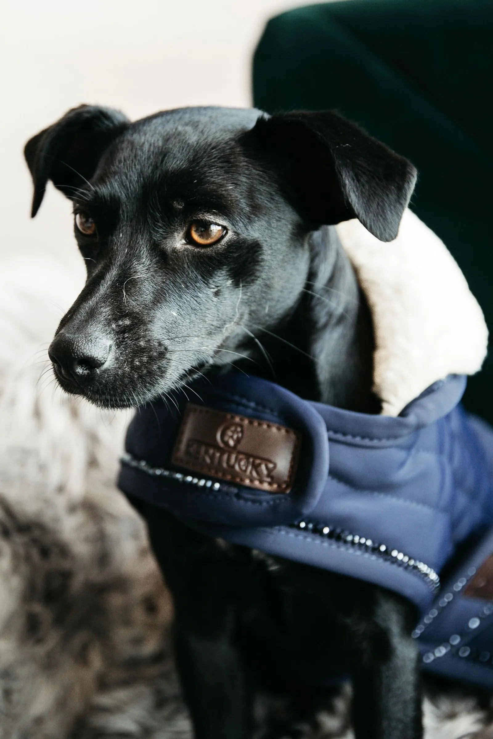 New Kentucky Dogwear Pearls hundedekken Hundeklær Og Hundedekken