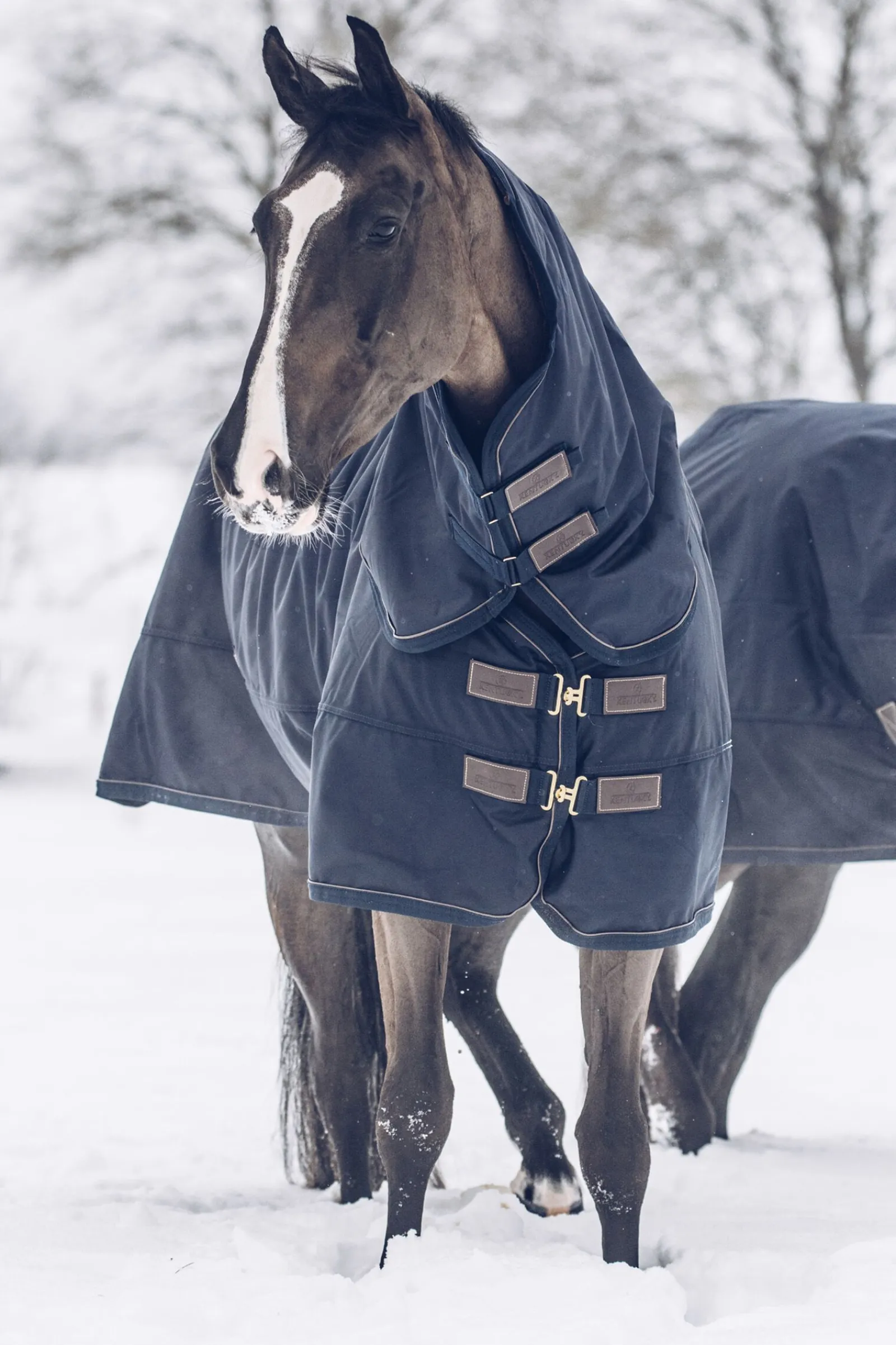 Sale Horsewear All Weather Classic utedekken, 300 gram Overgangsdekken & Vinterdekken