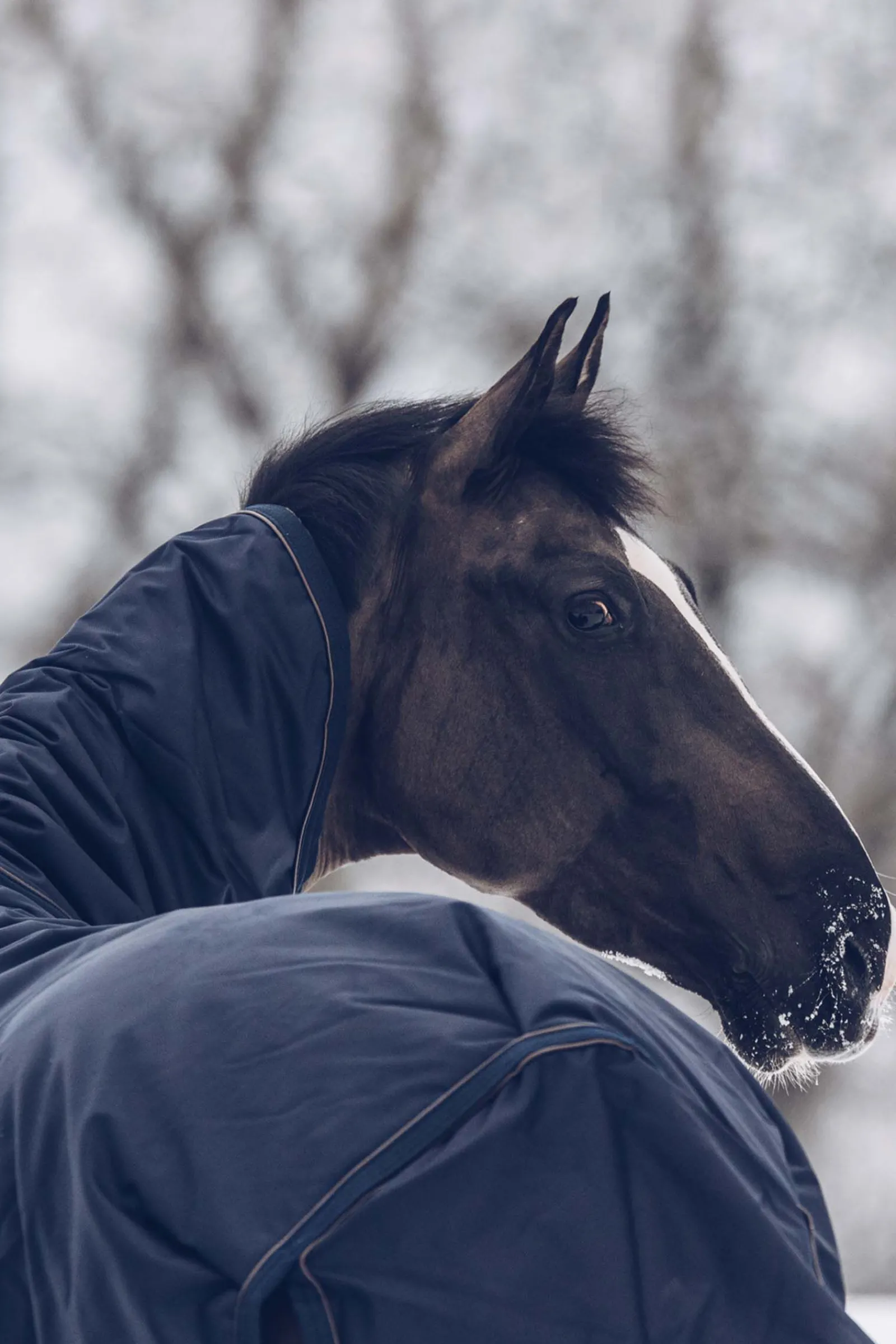 Sale Horsewear All Weather Classic utedekken, 300 gram Overgangsdekken & Vinterdekken