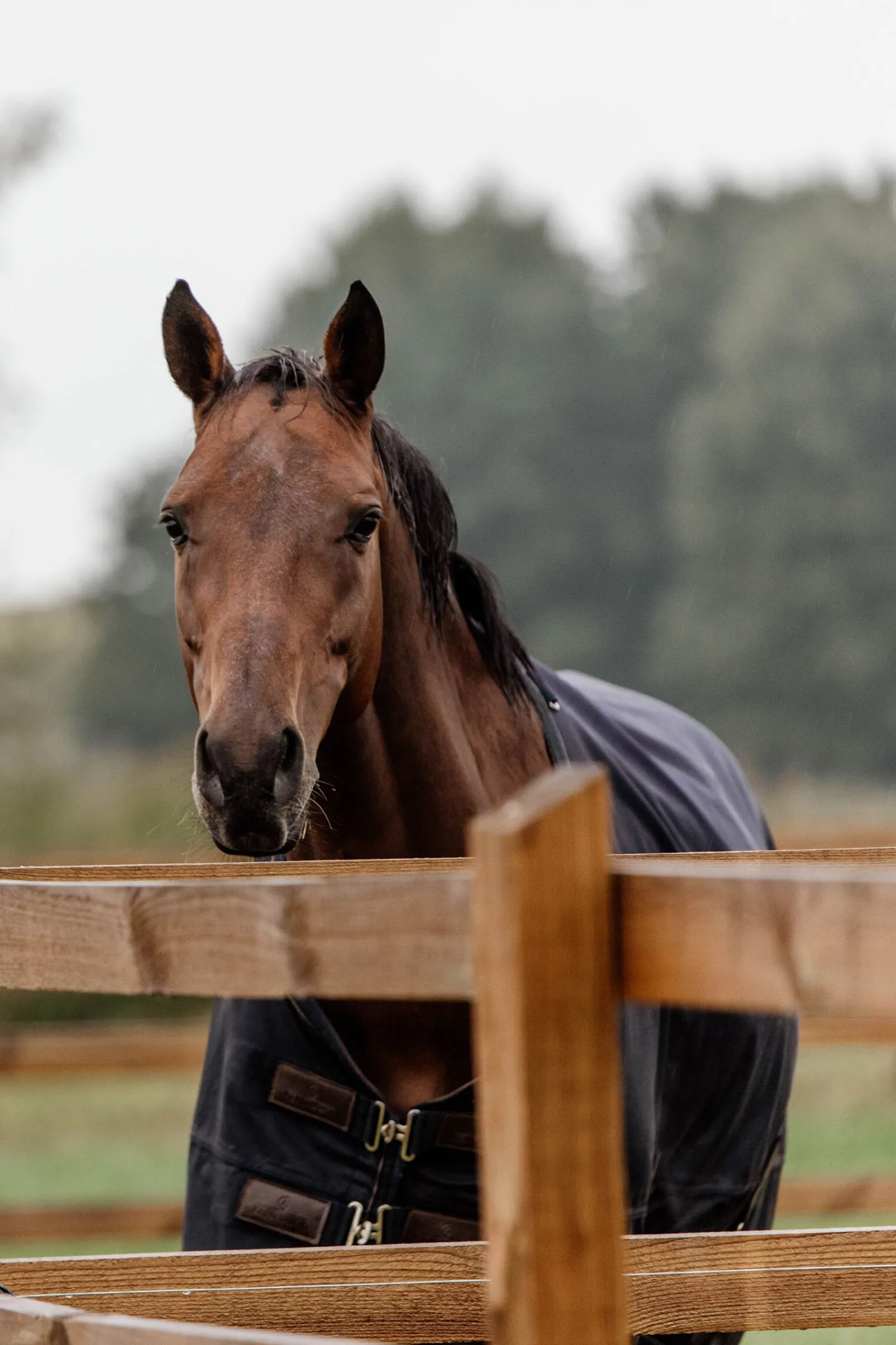 Sale Horsewear All Weather utedekken, 300 gram Overgangsdekken & Vinterdekken