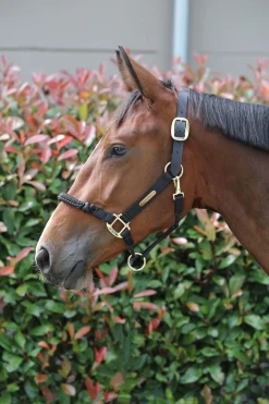 Hot Horsewear Control grime Grimer