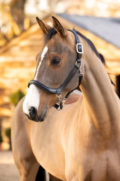 New Leather Grooming Headcollar Lærgrimer