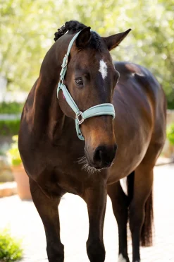 New Versailles Halter Grimer