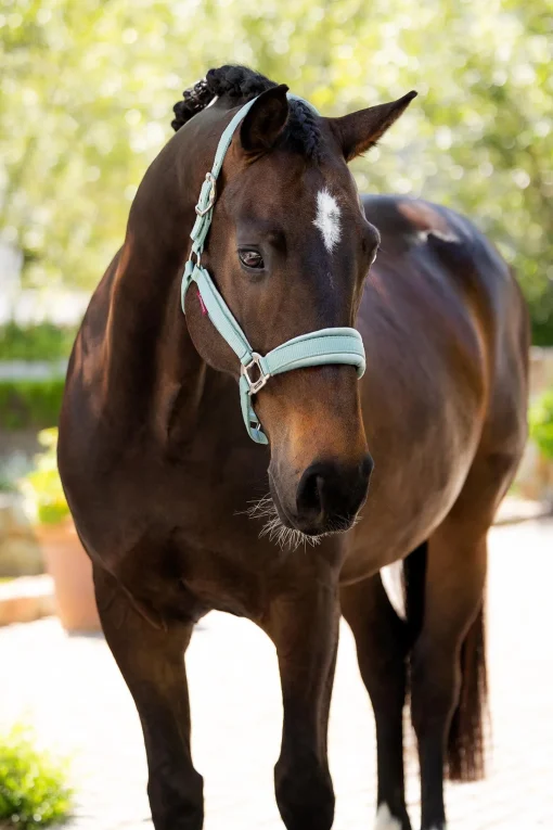 New Versailles Halter Grimer
