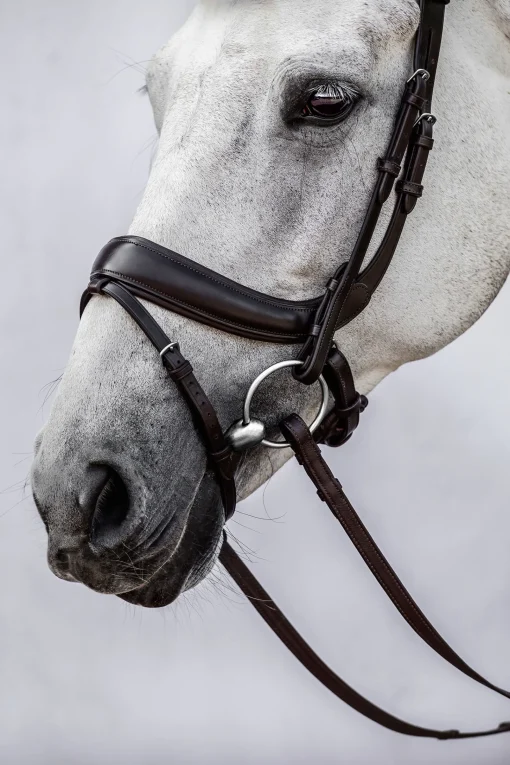 Best PS of Sweden Paladin hodelag Hodelag & Nesereimer