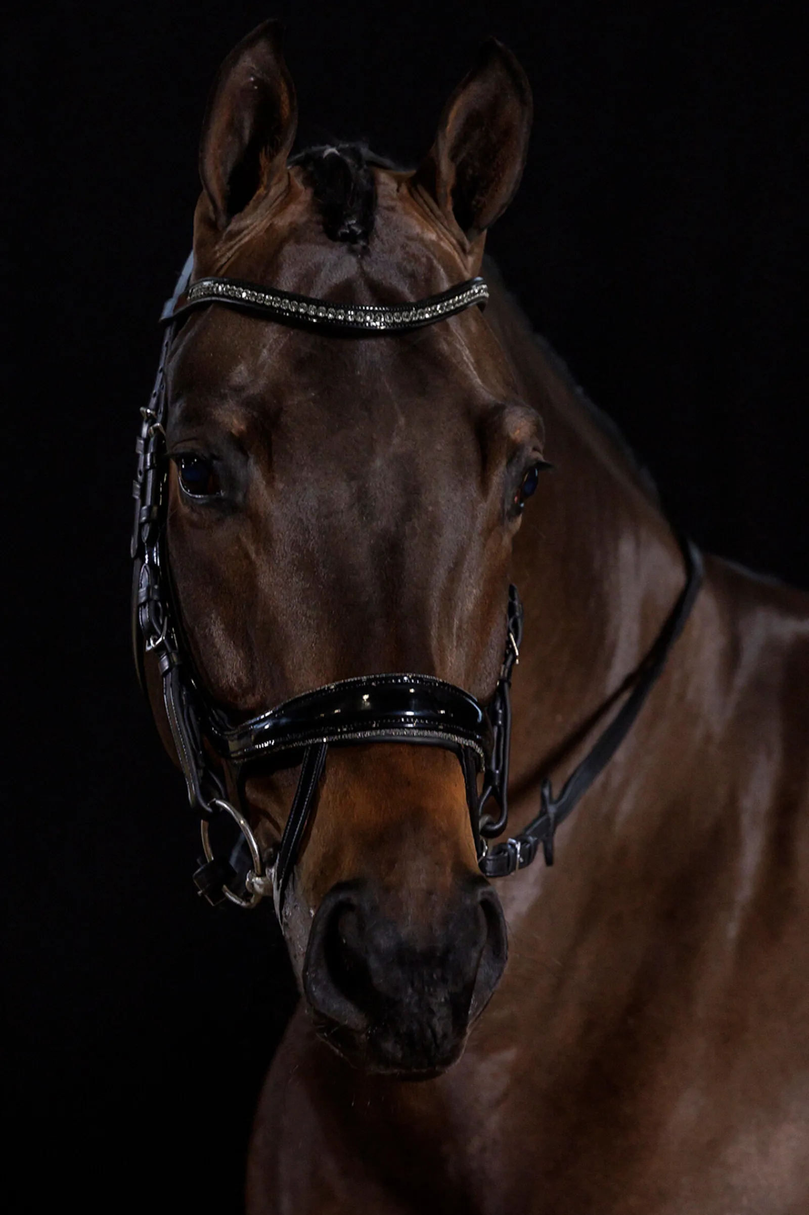 New Schockemöhle Sports Equitus Beta Glam hodelag Ponni Hodelag Og Grimer|Hodelag & Nesereimer