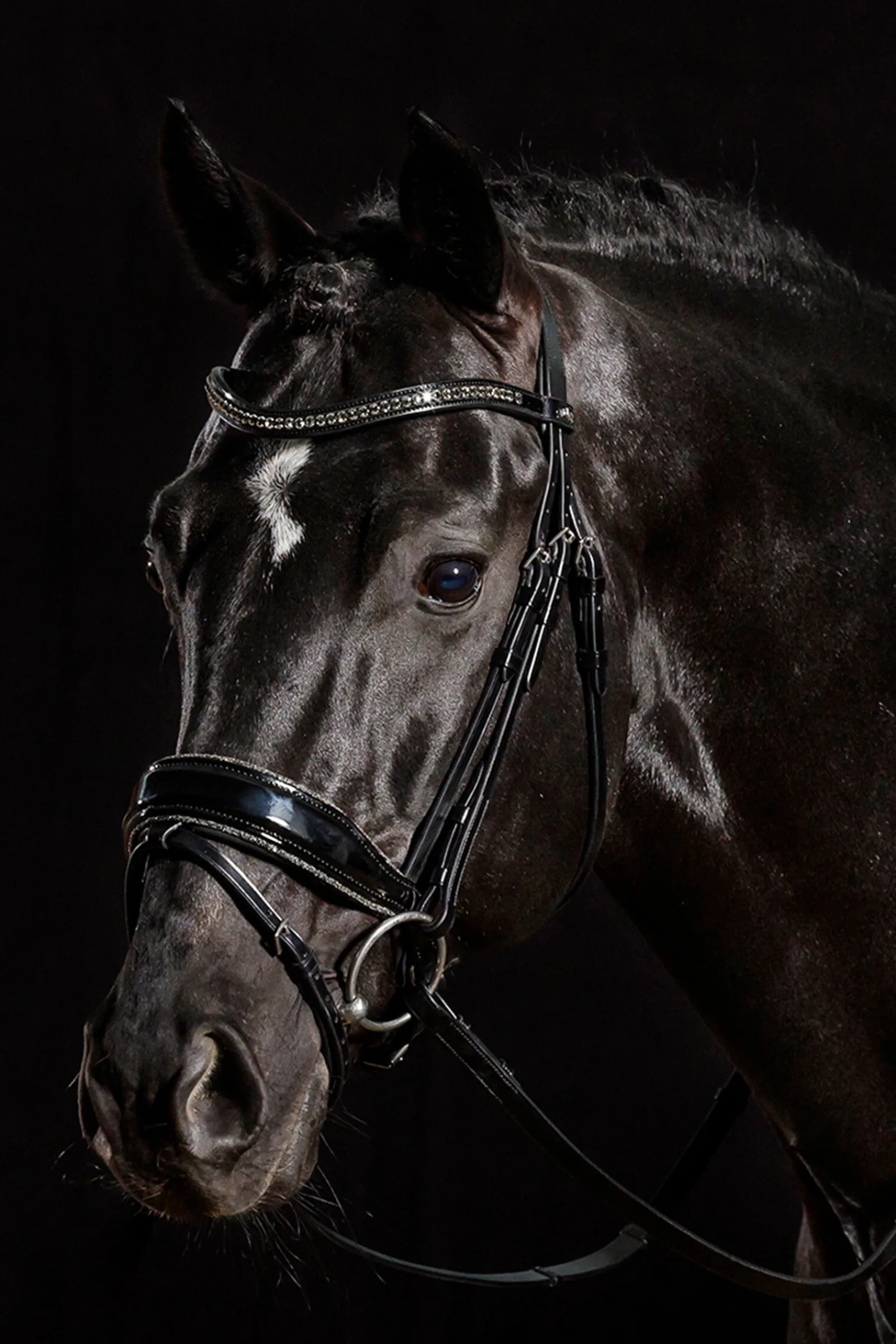 Schockemöhle Sports Stanford Glam hodelag Ponni Hodelag Og Grimer|Hodelag & Nesereimer