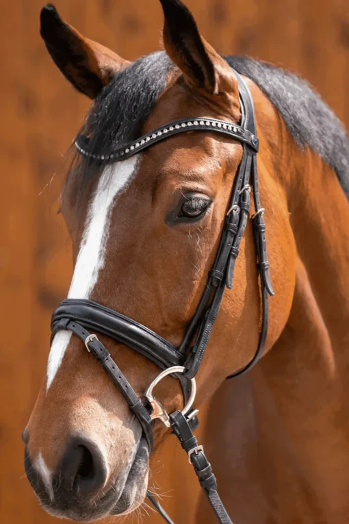 Best Novocontact Olivehead Bit, Double Jointed D-ringsbitt