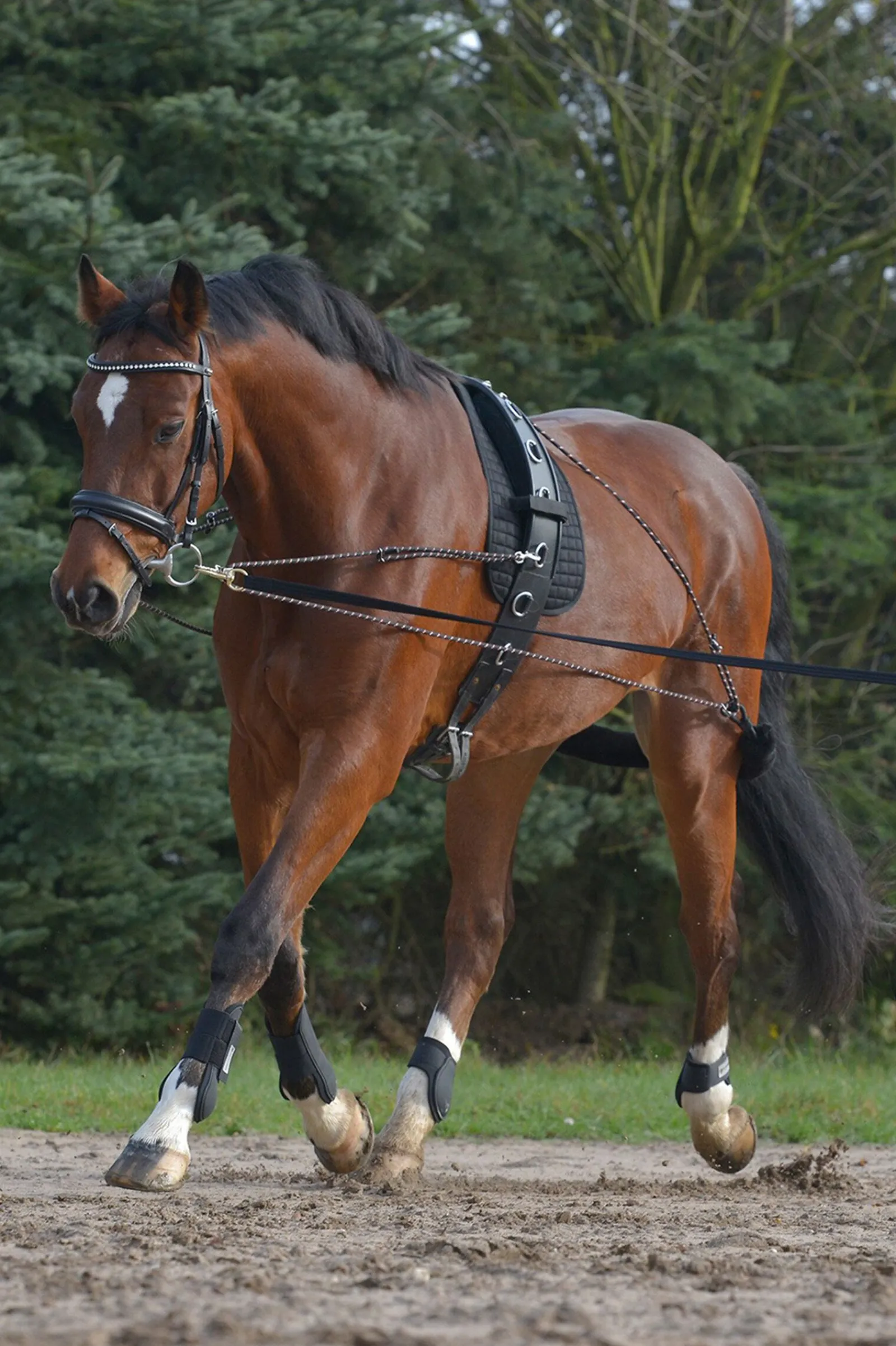 New Lunging System Longeringsliner Og Doble Longeringsliner|Longeringsliner Og Doble Longeringsliner