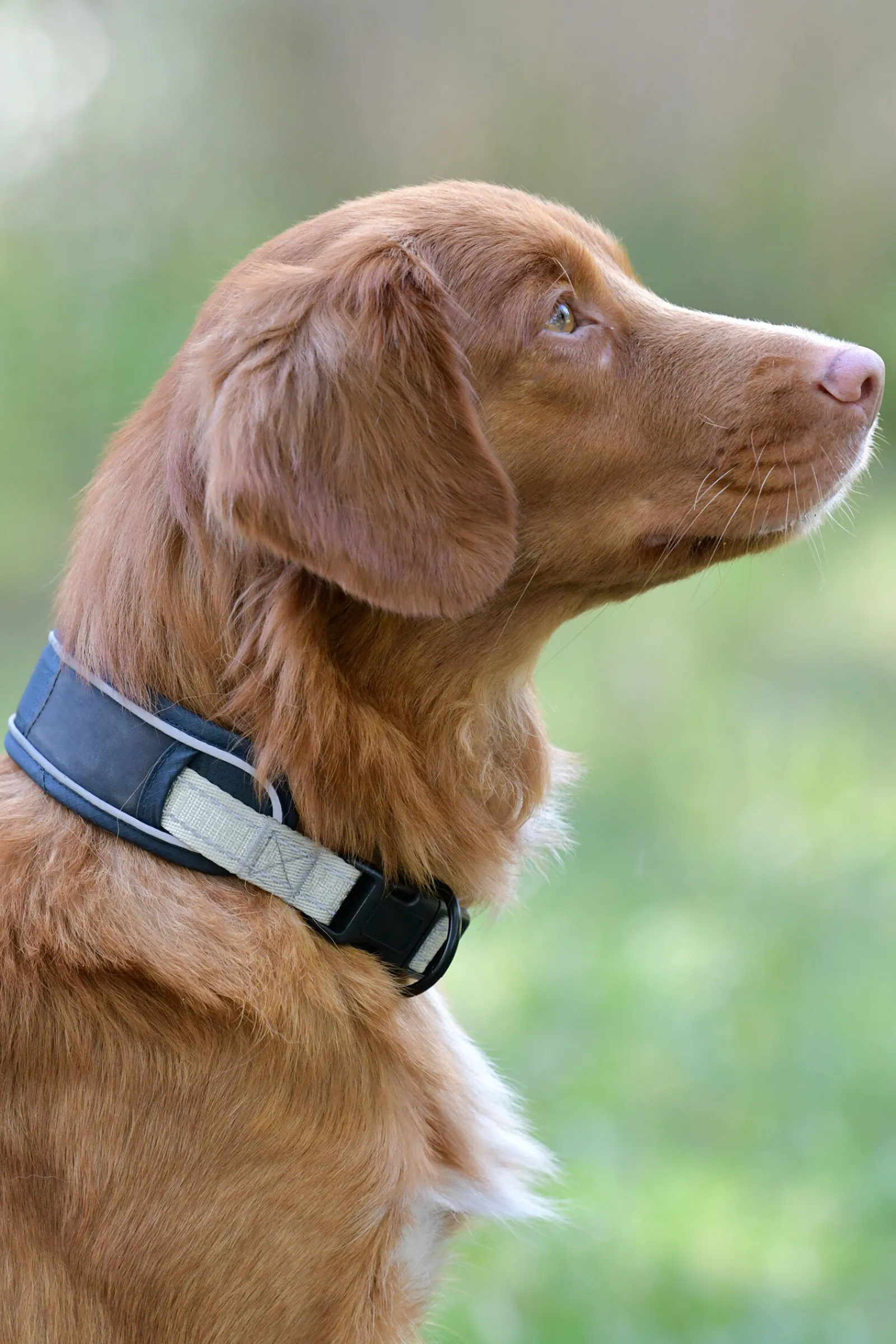 Online Explorer hundehalsbånd Hundebånd